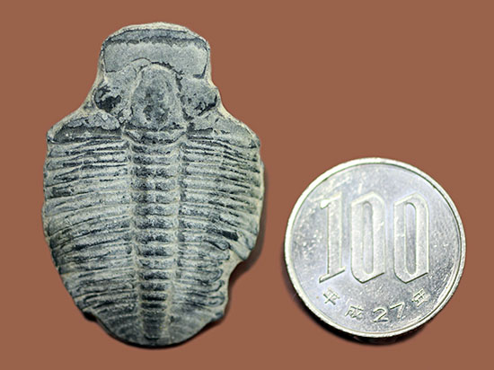 4センチサイズ。カンブリア紀の三葉虫、エルラシア・キンギ(Elrathia Kingi)(その8)