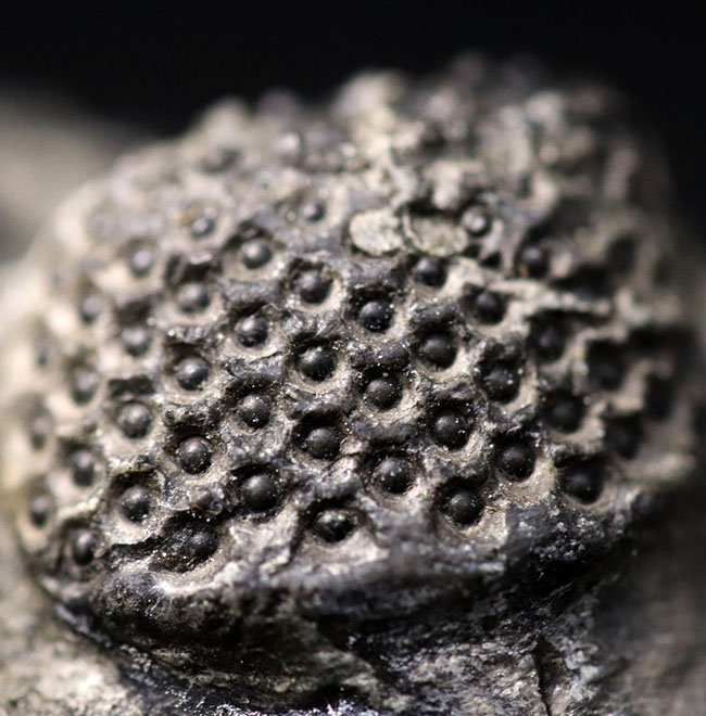 ドロトプス・メガロマニクス [PH59] 三葉虫 化石 ドロトプス・メガロマニクス [PH59] 三葉虫 化石