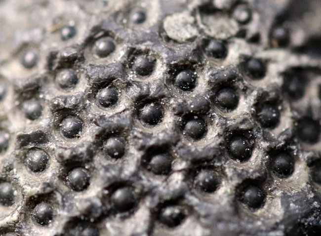 ドロトプス・メガロマニクス [PH59] 三葉虫 化石 ドロトプス・メガロマニクス [PH59] 三葉虫 化石