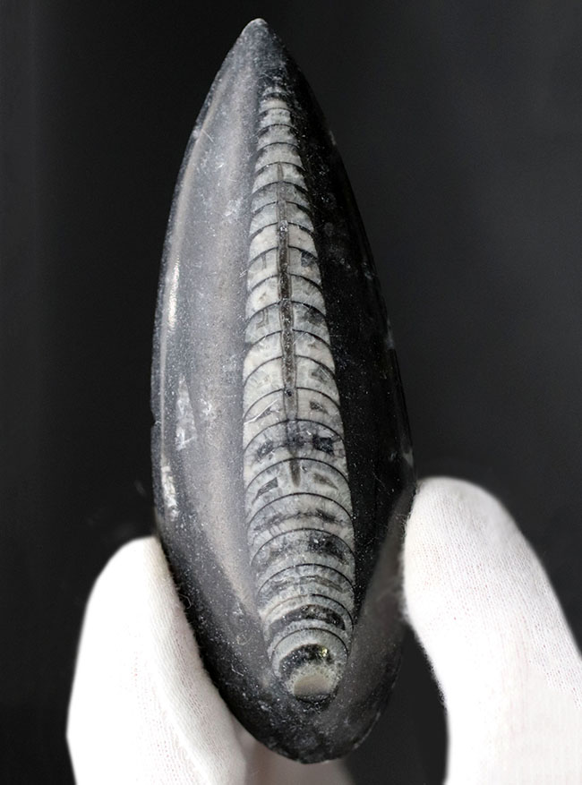 古い時代の頭足類の仲間、オルソセラス（Orthoceras）の化石（その1）