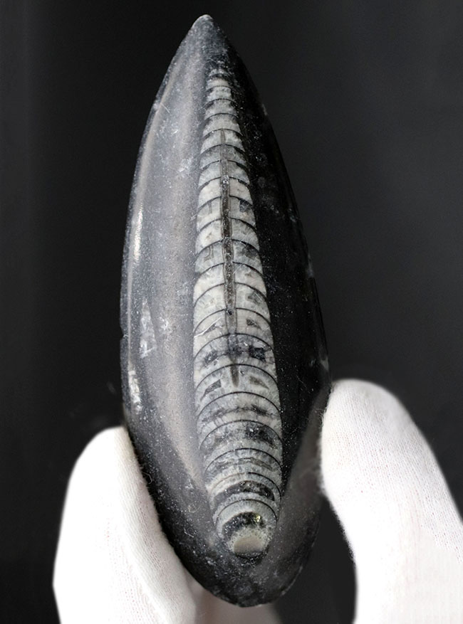 古い時代の頭足類の仲間、オルソセラス(Orthoceras)の化石(その1)