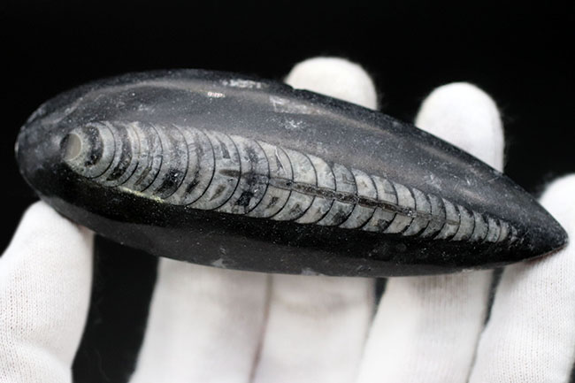 古い時代の頭足類の仲間、オルソセラス(Orthoceras)の化石(その2)