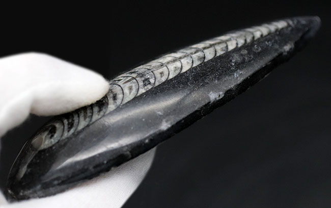 古い時代の頭足類の仲間、オルソセラス（Orthoceras）の化石