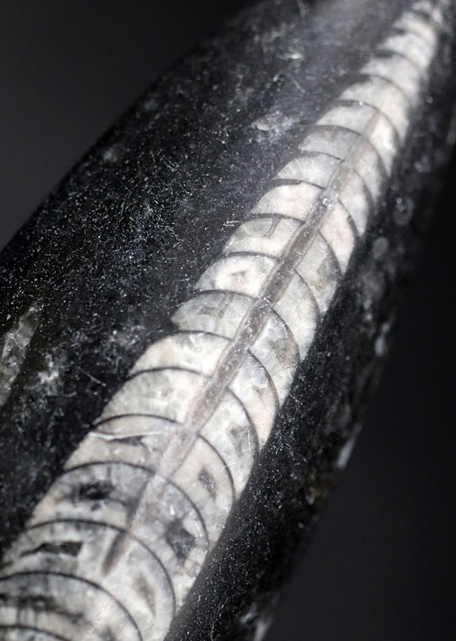 古い時代の頭足類の仲間、オルソセラス(Orthoceras)の化石(その4)