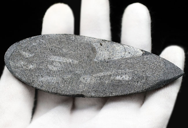 古い時代の頭足類の仲間、オルソセラス(Orthoceras)の化石(その5)