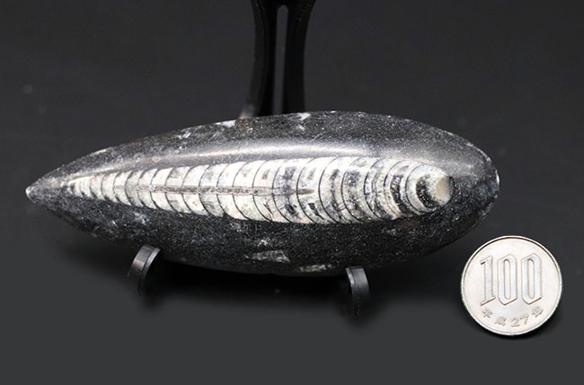 古い時代の頭足類の仲間、オルソセラス（Orthoceras）の化石
