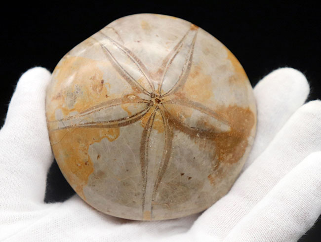 ビッグサイズ ジュラ紀 恐竜時代のウニ クリピーステロイド Clypeasteroid 化石 タコノマクラの別名あり 蛸の枕 化石 販売