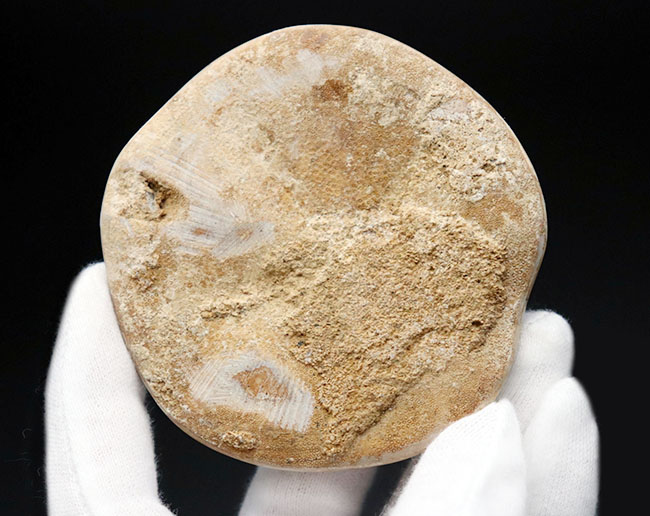 メルカリ フランス ジュラ紀 フランスの古代ブルゴーニュの海底から