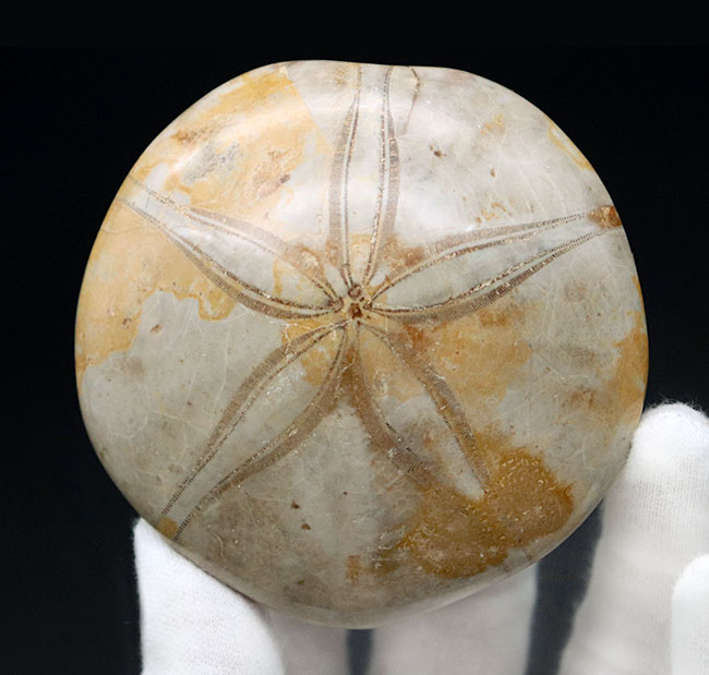 ビッグサイズ ジュラ紀 恐竜時代のウニ クリピーステロイド Clypeasteroid 化石 タコノマクラの別名あり 蛸の枕 化石 販売