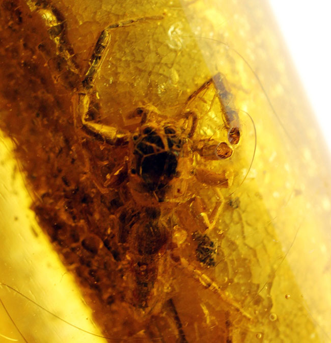 あまり数が出回っていない、南米コロンビア産のコーパル(Copal)。クモらしい生物を内包しており、ぜひルーペで御覧ください。(その1)