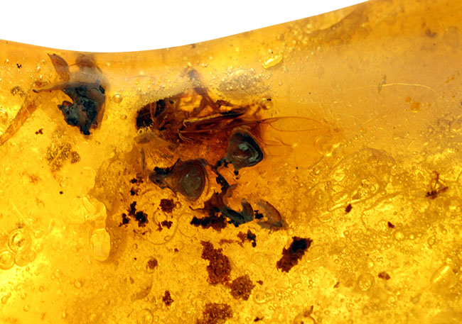 あまり数が出回っていない、南米コロンビア産のコーパル(Copal)。クモらしい生物を内包しており、ぜひルーペで御覧ください。(その11)