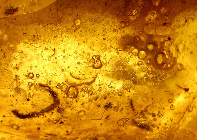 あまり数が出回っていない、南米コロンビア産のコーパル(Copal)。クモらしい生物を内包しており、ぜひルーペで御覧ください。(その12)