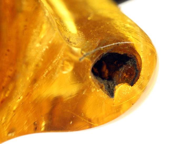 あまり数が出回っていない、南米コロンビア産のコーパル(Copal)。クモらしい生物を内包しており、ぜひルーペで御覧ください。(その7)