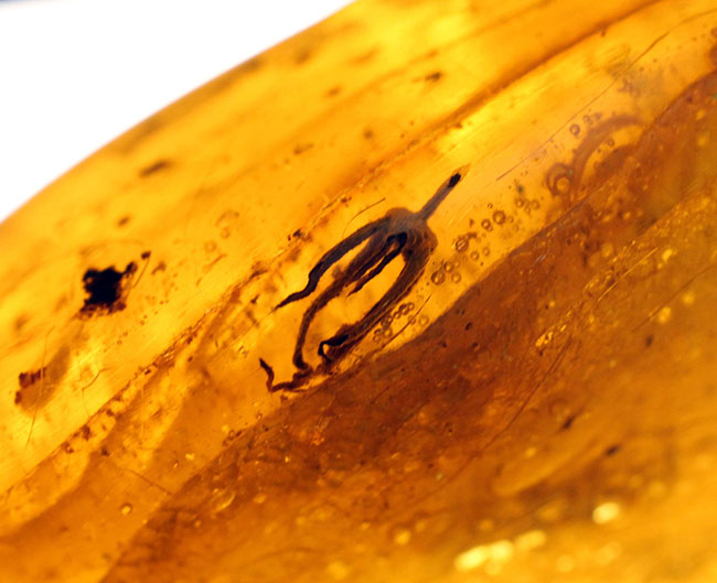 あまり数が出回っていない、南米コロンビア産のコーパル(Copal)。クモらしい生物を内包しており、ぜひルーペで御覧ください。(その9)
