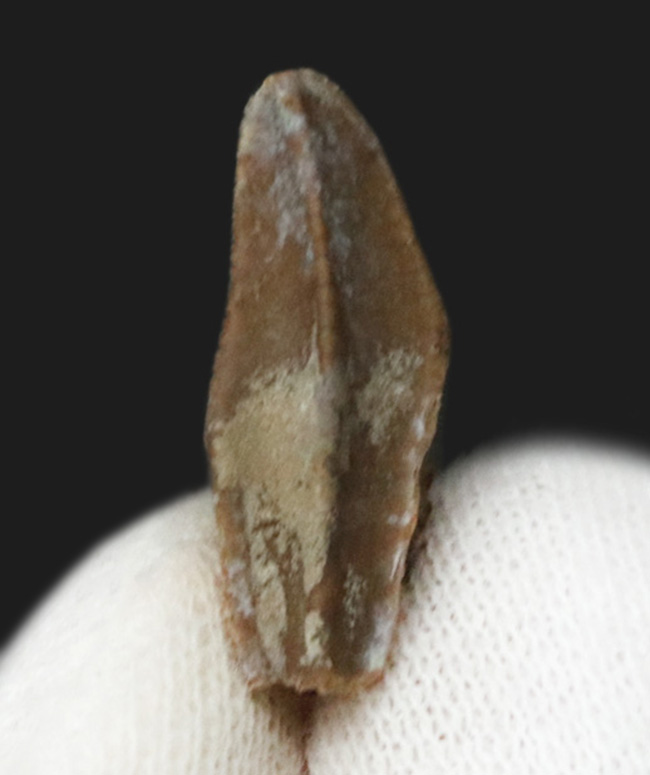 白亜紀末期の草食恐竜、エドモントサウルス(Edmontosaurus)のナチュラルな歯化石(その1)