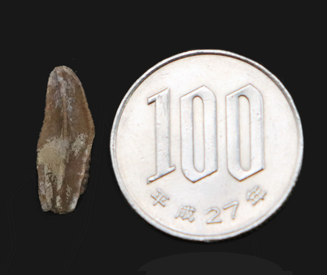 白亜紀末期の草食恐竜、エドモントサウルス(Edmontosaurus)のナチュラルな歯化石(その6)