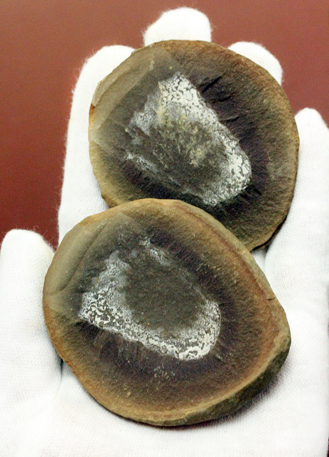 注目！米国イリノイ州マゾンクリーク化石床から採集されたクラゲ（Jelly fish）のネガポジ化石（その1）