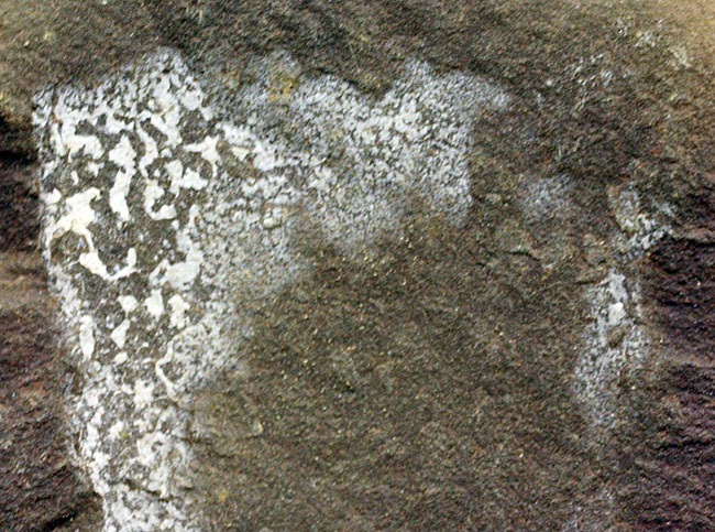 注目！米国イリノイ州マゾンクリーク化石床から採集されたクラゲ（Jelly fish）のネガポジ化石（その10）