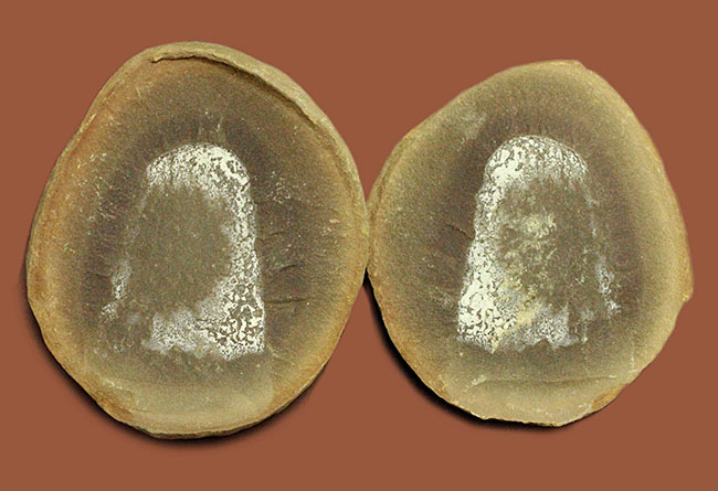 注目！米国イリノイ州マゾンクリーク化石床から採集されたクラゲ（Jelly fish）のネガポジ化石（その2）