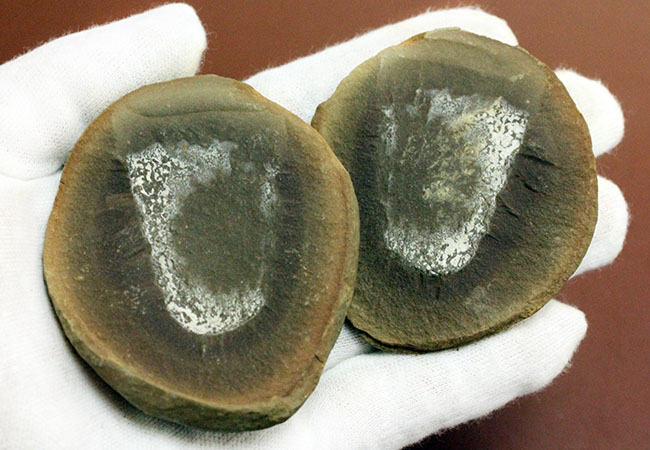 注目！米国イリノイ州マゾンクリーク化石床から採集されたクラゲ（Jelly fish）のネガポジ化石（その4）