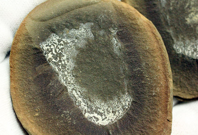 注目！米国イリノイ州マゾンクリーク化石床から採集されたクラゲ（Jelly fish）のネガポジ化石（その5）