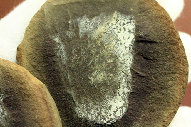 注目！米国イリノイ州マゾンクリーク化石床から採集されたクラゲ（Jelly fish）のネガポジ化石（その6）