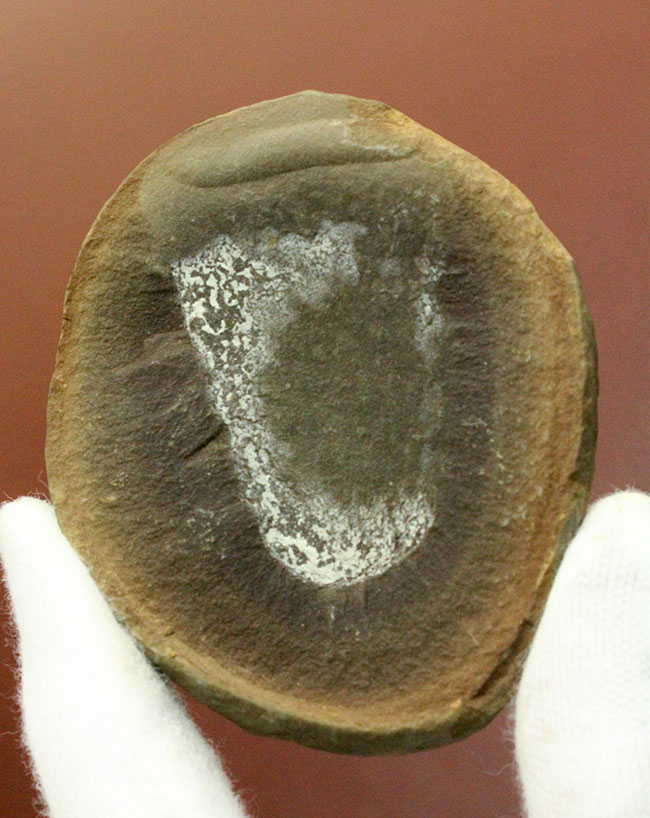 注目！米国イリノイ州マゾンクリーク化石床から採集されたクラゲ（Jelly fish）のネガポジ化石（その8）