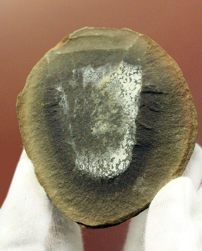 注目！米国イリノイ州マゾンクリーク化石床から採集されたクラゲ（Jelly fish）のネガポジ化石（その9）