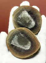 注目！米国イリノイ州マゾンクリーク化石床から採集されたクラゲ（Jelly fish）のネガポジ化石