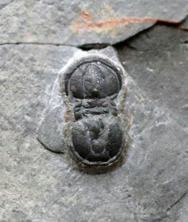 極めて古い三葉虫の一つ、他のどの三葉虫とも似ていない不思議な生物、ペロノプシス（Peronopsis interstrictus）の化石（その1）