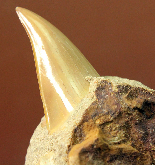 クリーニングに最適!母岩に半分埋まった古代の肉食ザメ、オトダス(Otodus)の歯化石(その1)