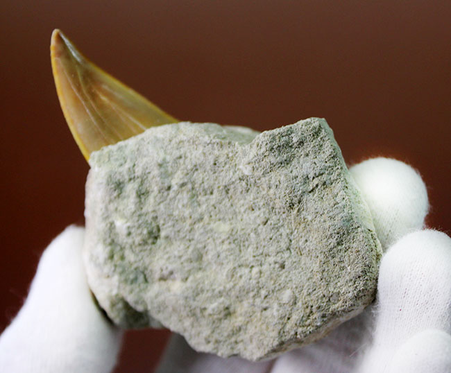 クリーニングに最適！母岩に半分埋まった古代の肉食ザメ、オトダス（Otodus）の歯化石（その2）