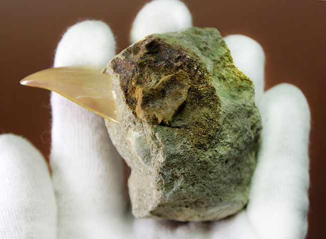 クリーニングに最適!母岩に半分埋まった古代の肉食ザメ、オトダス(Otodus)の歯化石(その3)