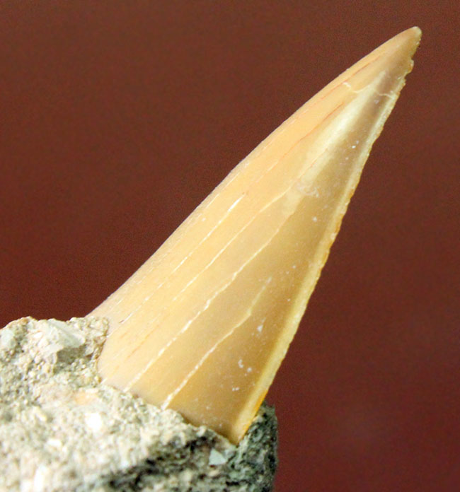 クリーニングに最適!母岩に半分埋まった古代の肉食ザメ、オトダス(Otodus)の歯化石(その4)