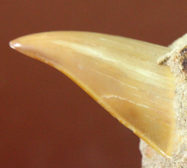 クリーニングに最適!母岩に半分埋まった古代の肉食ザメ、オトダス(Otodus)の歯化石(その5)