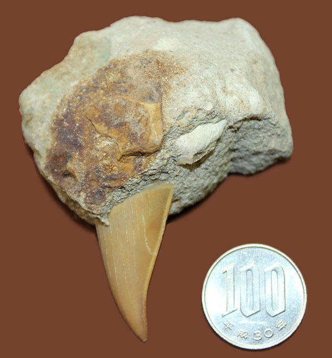 クリーニングに最適!母岩に半分埋まった古代の肉食ザメ、オトダス(Otodus)の歯化石(その6)