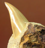 クリーニングに最適！母岩に半分埋まった古代の肉食ザメ、オトダス（Otodus）の歯化石