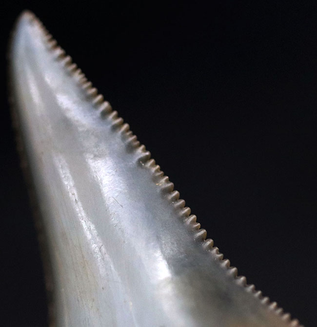 長らく保存されてきた希少な国産のサメの歯化石！エナメル質とセレーションの保存状態にご注目ください。茨城県日立市産（その1）