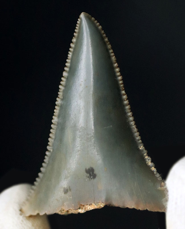 長らく保存されてきた希少な国産のサメの歯化石！エナメル質とセレーションの保存状態にご注目ください。茨城県日立市産（その2）