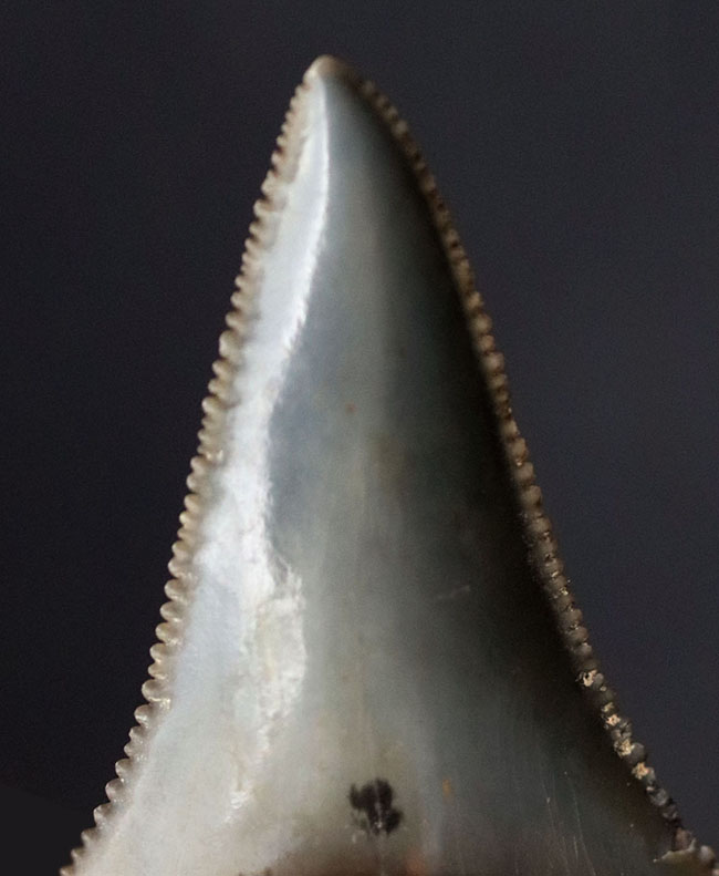 長らく保存されてきた希少な国産のサメの歯化石！エナメル質とセレーションの保存状態にご注目ください。茨城県日立市産（その3）