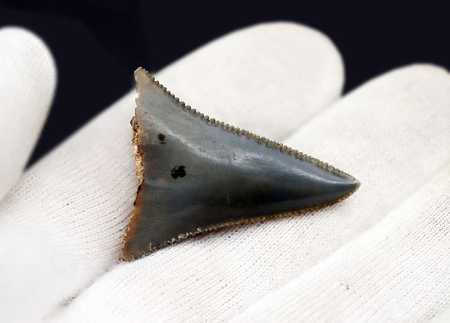 長らく保存されてきた希少な国産のサメの歯化石！エナメル質とセレーションの保存状態にご注目ください。茨城県日立市産（その4）