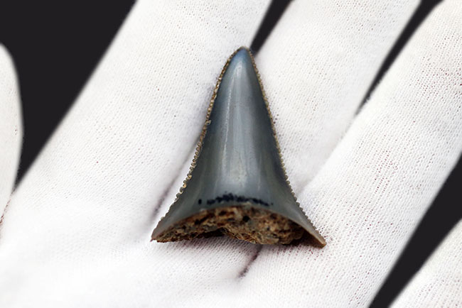 長らく保存されてきた希少な国産のサメの歯化石！エナメル質とセレーションの保存状態にご注目ください。茨城県日立市産（その5）