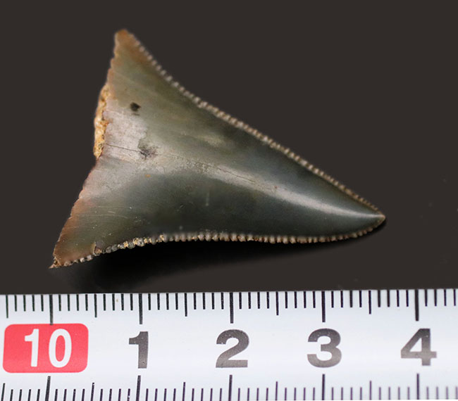 長らく保存されてきた希少な国産のサメの歯化石！エナメル質とセレーションの保存状態にご注目ください。茨城県日立市産（その8）
