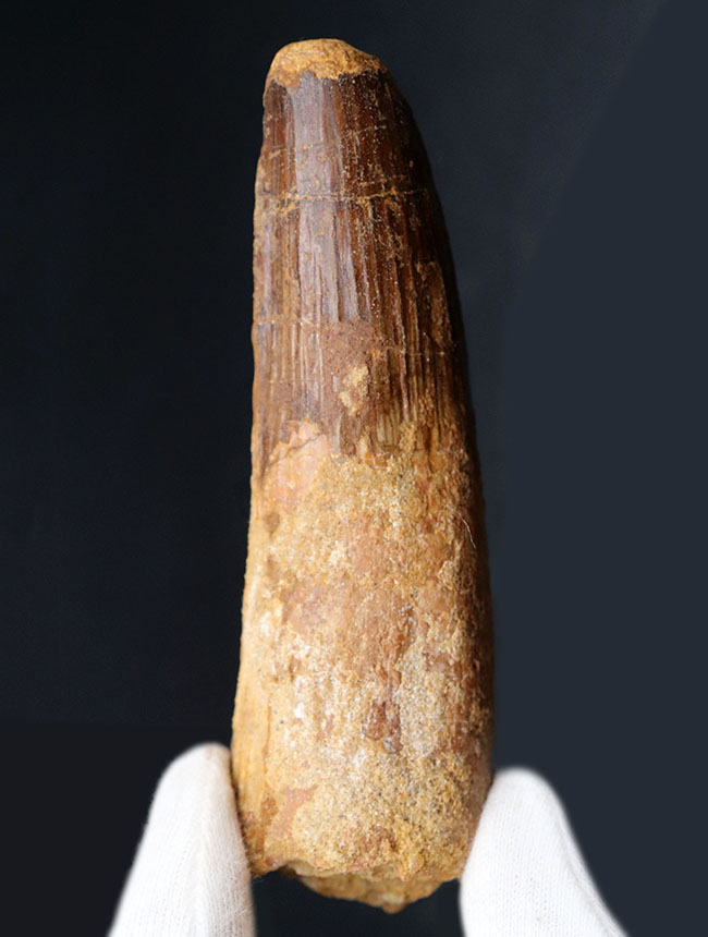 これぞ巨大歯！手のひらからはみ出るサイズ！ロングカーブ計測１０センチを超える、太く長いスピノサウルス（Spinosaurus）の歯化石（その2）