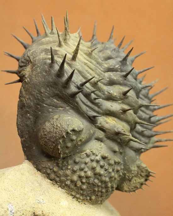 ”らしい”ポージング!防御態勢を取っている、ドロトプス・アルマータス(Drorops armatus)(その1)