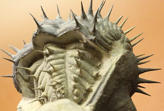”らしい”ポージング!防御態勢を取っている、ドロトプス・アルマータス(Drorops armatus)(その12)