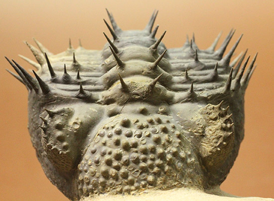 ”らしい”ポージング!防御態勢を取っている、ドロトプス・アルマータス(Drorops armatus)(その15)