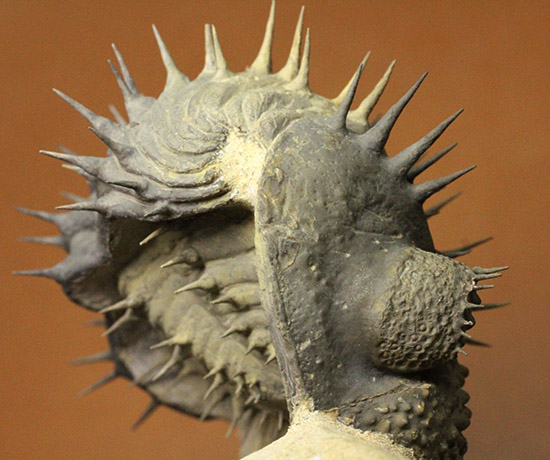 ”らしい”ポージング！防御態勢を取っている、ドロトプス・アルマータス(Drorops armatus)/古生代デボン紀（4億1000万 -- 3億6700万年前）【tr525】