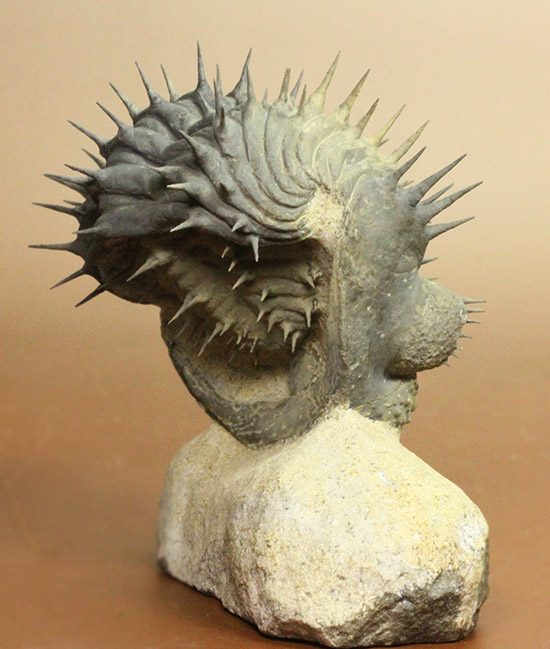 ”らしい”ポージング!防御態勢を取っている、ドロトプス・アルマータス(Drorops armatus)(その5)