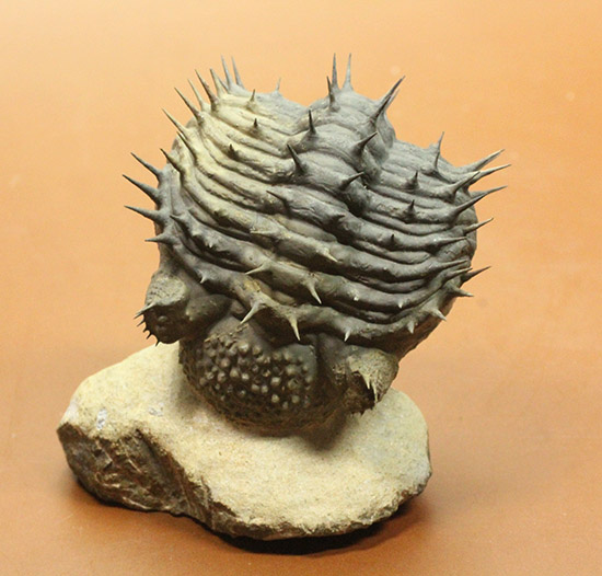 ”らしい”ポージング!防御態勢を取っている、ドロトプス・アルマータス(Drorops armatus)(その6)
